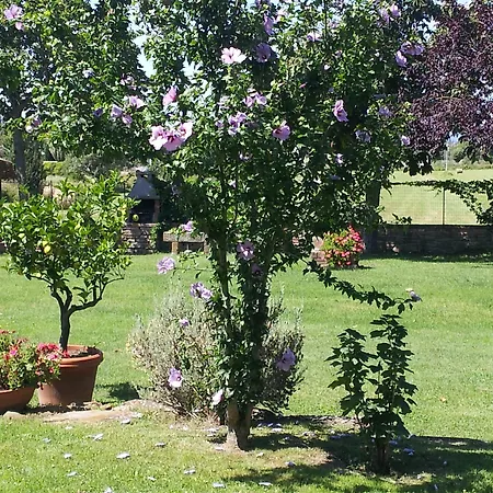 Il Gelso Di Mario * Cortona