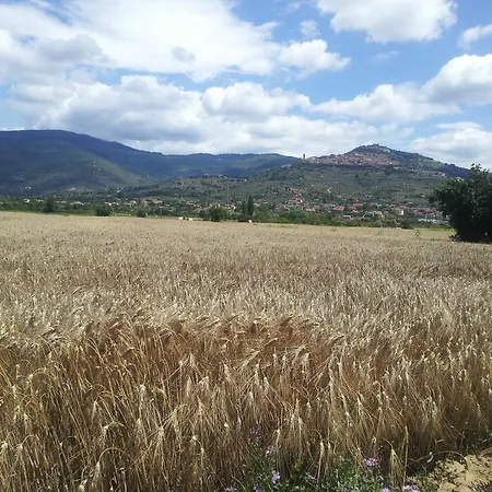 Il Gelso Di Mario *